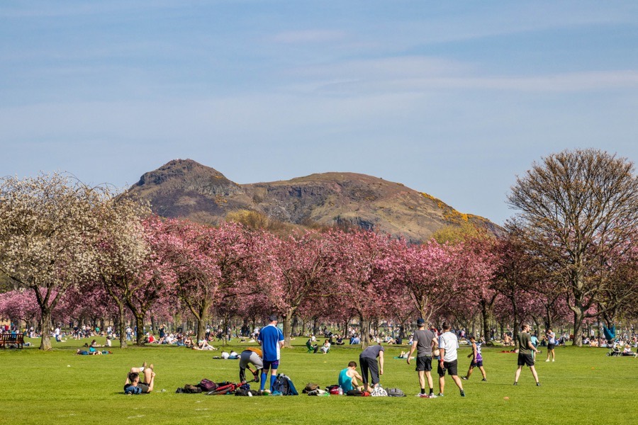 Cherry blossom in Edinburgh Stravaiging around Scotland